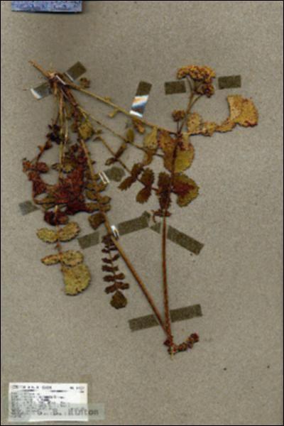 URN_catalog_HBHinton_herbarium_19327.jpg.jpg