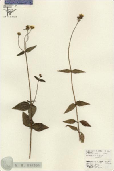 URN_catalog_HBHinton_herbarium_26030.jpg.jpg