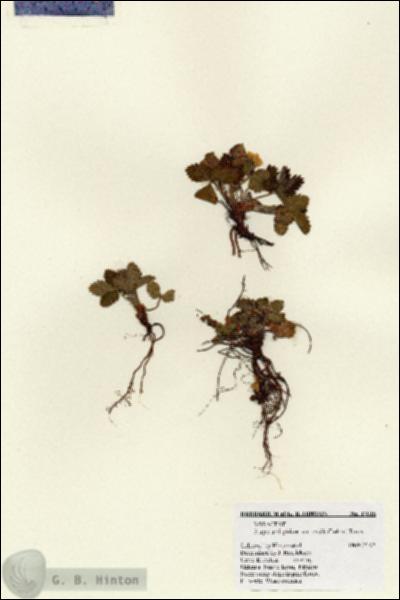 URN_catalog_HBHinton_herbarium_17015.jpg.jpg