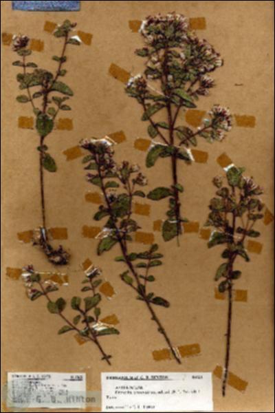 URN_catalog_HBHinton_herbarium_18628.jpg.jpg