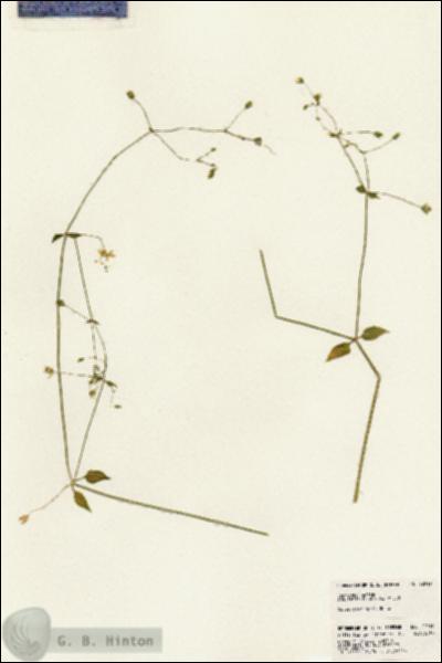 URN_catalog_HBHinton_herbarium_22919.jpg.jpg