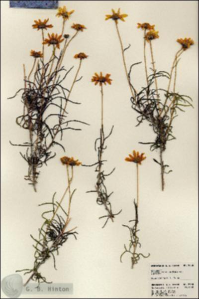 URN_catalog_HBHinton_herbarium_23538.jpg.jpg
