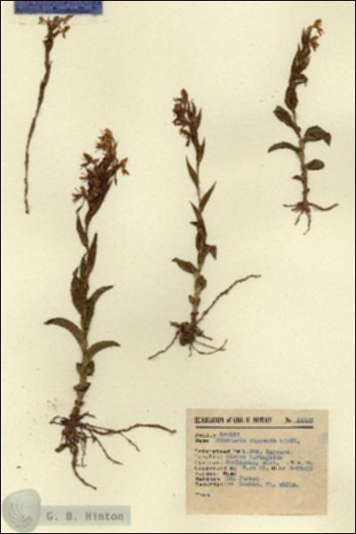 URN_catalog_HBHinton_herbarium_15126.jpg.jpg