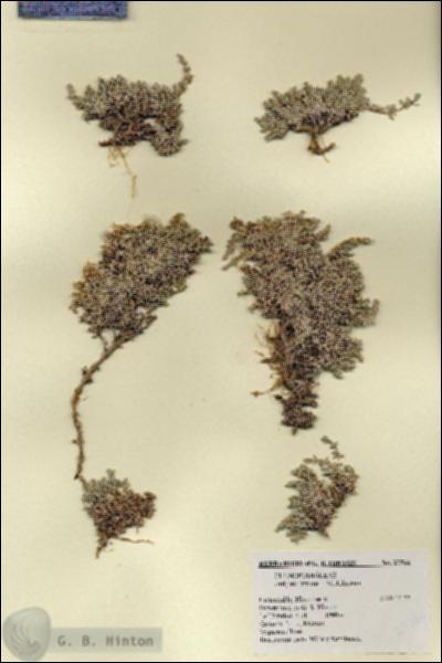 URN_catalog_HBHinton_herbarium_27566.jpg.jpg