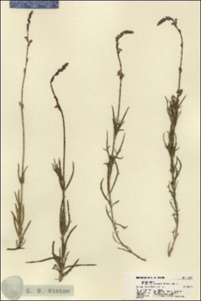URN_catalog_HBHinton_herbarium_21853.jpg.jpg