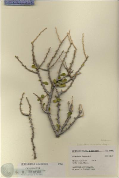 URN_catalog_HBHinton_herbarium_27506.jpg.jpg