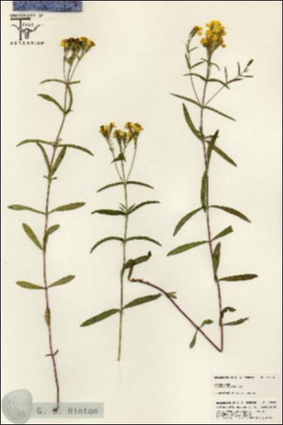 URN_catalog_HBHinton_herbarium_25539.jpg.jpg