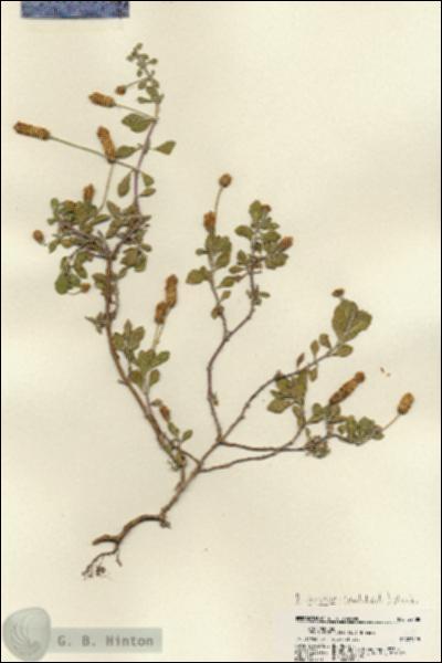 URN_catalog_HBHinton_herbarium_22188.jpg.jpg