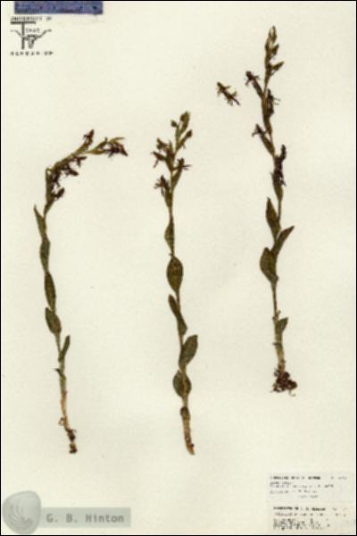 URN_catalog_HBHinton_herbarium_26760.jpg.jpg