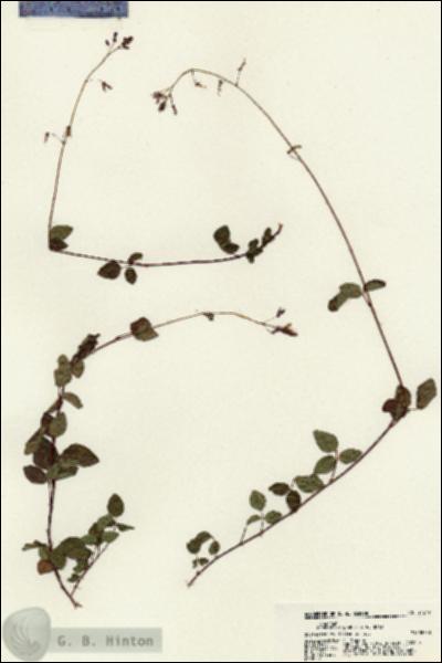 URN_catalog_HBHinton_herbarium_21297.jpg.jpg