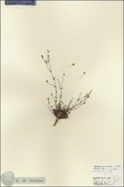 URN_catalog_HBHinton_herbarium_25989.jpg.jpg