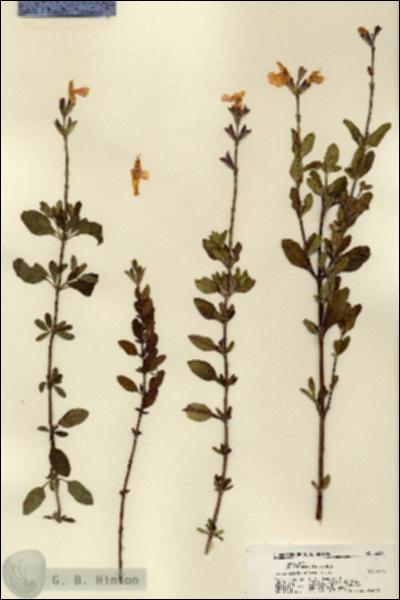 URN_catalog_HBHinton_herbarium_22395.jpg.jpg