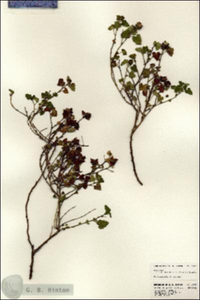 URN_catalog_HBHinton_herbarium_23405.jpg.jpg