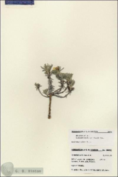 URN_catalog_HBHinton_herbarium_28096.jpg.jpg