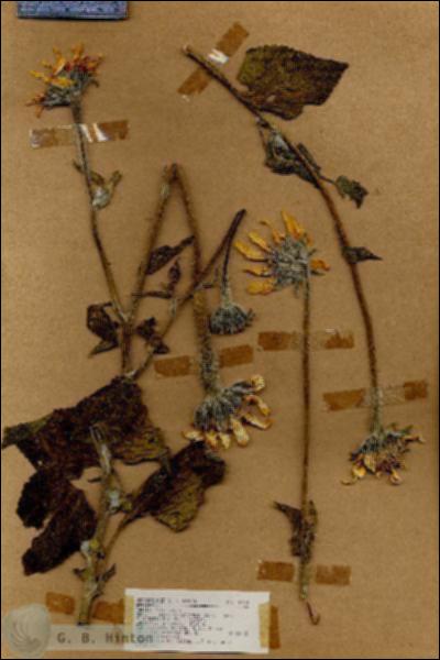 URN_catalog_HBHinton_herbarium_18644.jpg.jpg