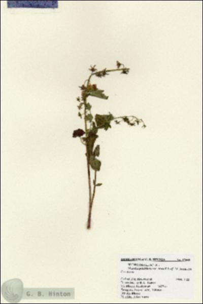 URN_catalog_HBHinton_herbarium_17808.jpg.jpg