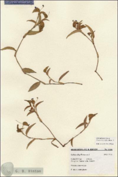 URN_catalog_HBHinton_herbarium_22261.jpg.jpg