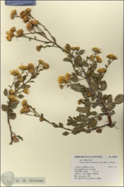 URN_catalog_HBHinton_herbarium_19303.jpg.jpg