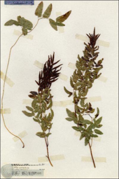 URN_catalog_HBHinton_herbarium_20153.jpg.jpg