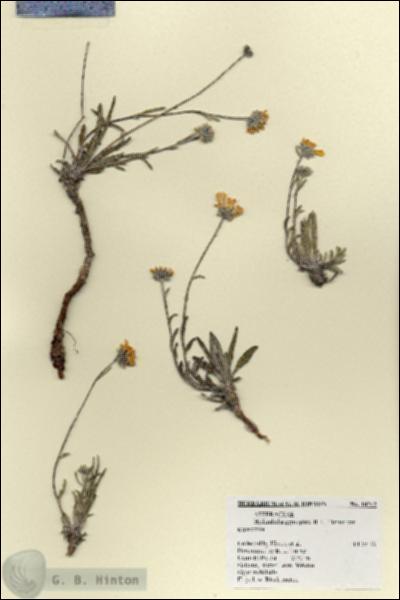 URN_catalog_HBHinton_herbarium_18212.jpg.jpg