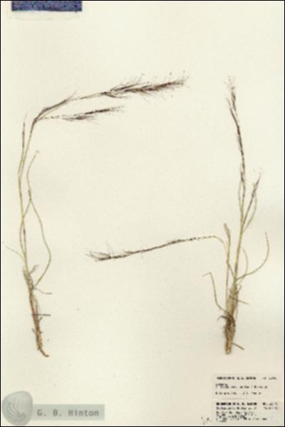 URN_catalog_HBHinton_herbarium_23010.jpg.jpg