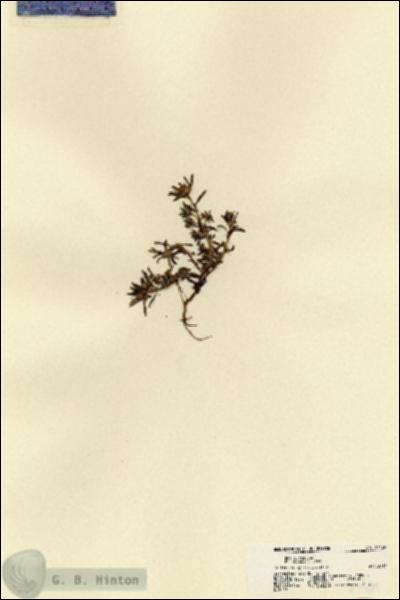 URN_catalog_HBHinton_herbarium_21469.jpg.jpg