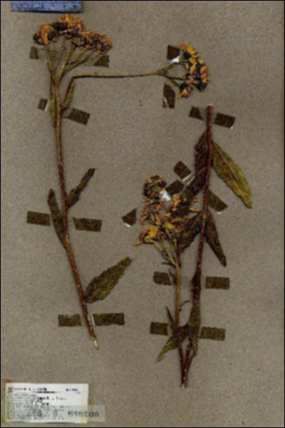 URN_catalog_HBHinton_herbarium_18914.jpg.jpg