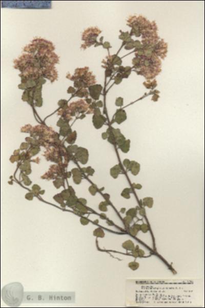 URN_catalog_HBHinton_herbarium_21744.jpg.jpg