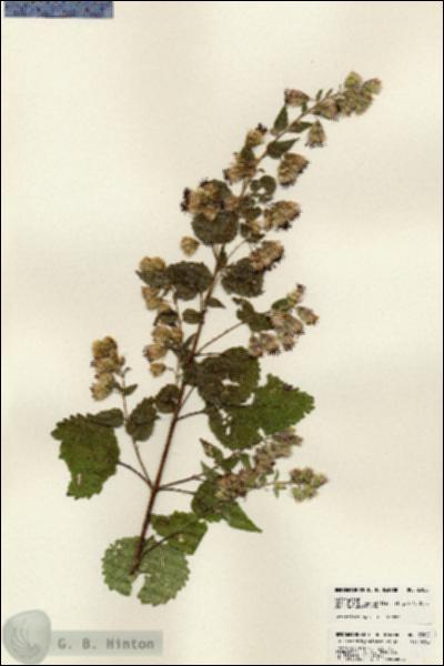 URN_catalog_HBHinton_herbarium_23820.jpg.jpg