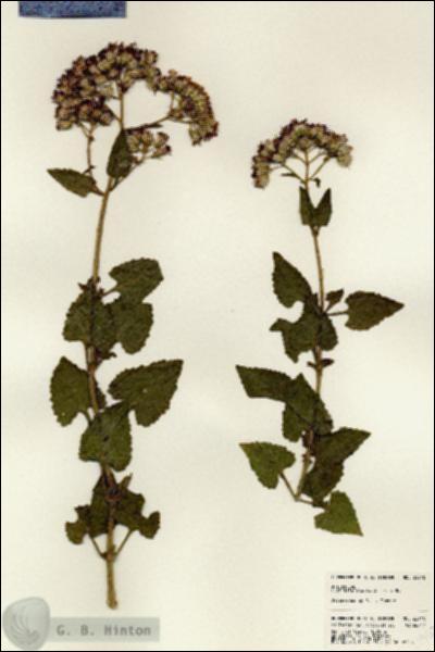 URN_catalog_HBHinton_herbarium_22940.jpg.jpg