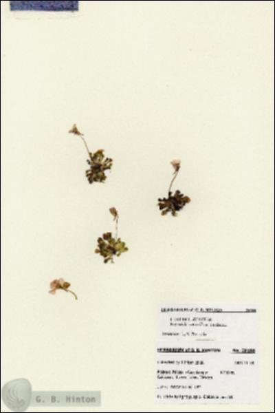 URN_catalog_HBHinton_herbarium_28188.jpg.jpg