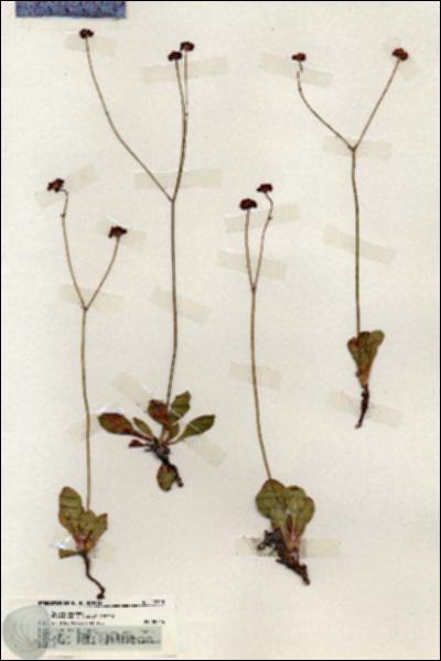 URN_catalog_HBHinton_herbarium_19728.jpg.jpg
