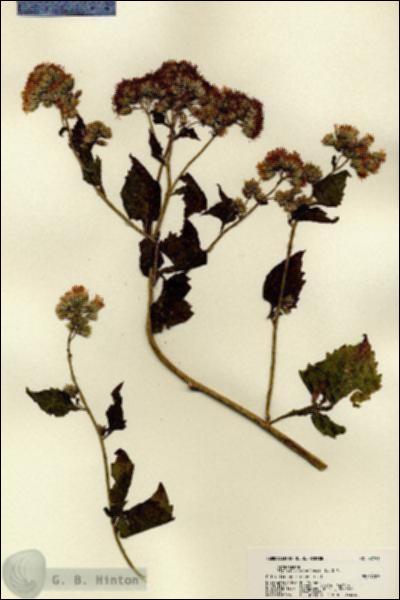 URN_catalog_HBHinton_herbarium_22191.jpg.jpg