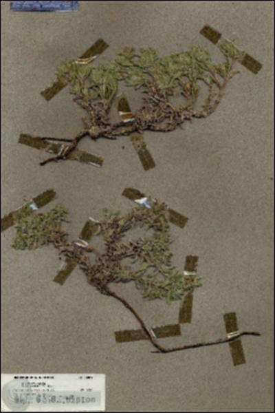 URN_catalog_HBHinton_herbarium_19809.jpg.jpg