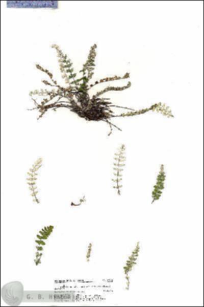 URN_catalog_HBHinton_herbarium_20924.jpg.jpg