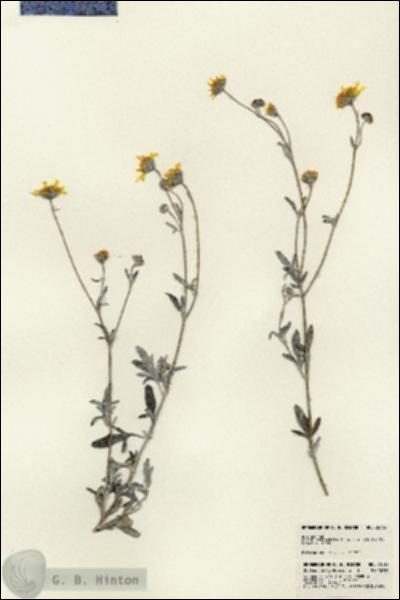 URN_catalog_HBHinton_herbarium_23732.jpg.jpg