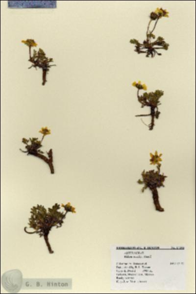 URN_catalog_HBHinton_herbarium_17205.jpg.jpg