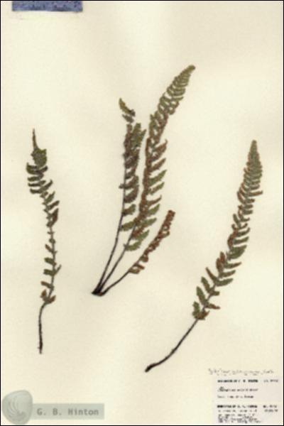 URN_catalog_HBHinton_herbarium_22607.jpg.jpg