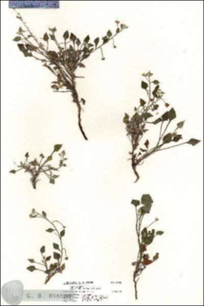 URN_catalog_HBHinton_herbarium_21036.jpg.jpg