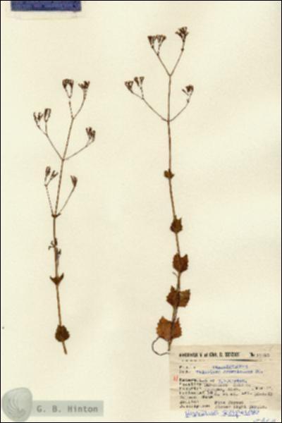 URN_catalog_HBHinton_herbarium_15460.jpg.jpg