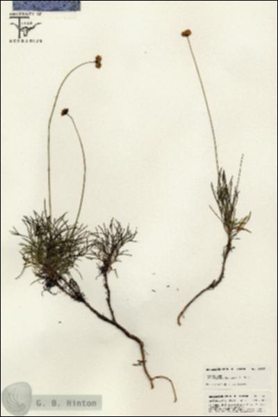 URN_catalog_HBHinton_herbarium_25625.jpg.jpg