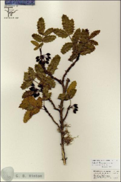 URN_catalog_HBHinton_herbarium_26815.jpg.jpg