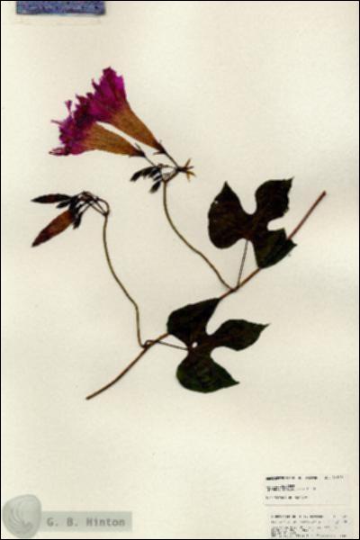 URN_catalog_HBHinton_herbarium_24876.jpg.jpg