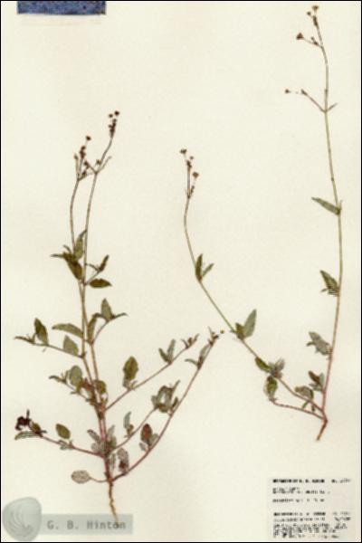URN_catalog_HBHinton_herbarium_24741.jpg.jpg