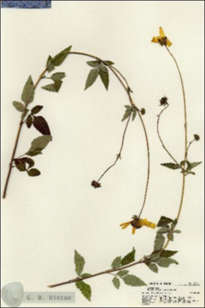 URN_catalog_HBHinton_herbarium_21361.jpg.jpg