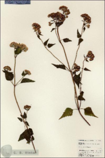 URN_catalog_HBHinton_herbarium_24794.jpg.jpg