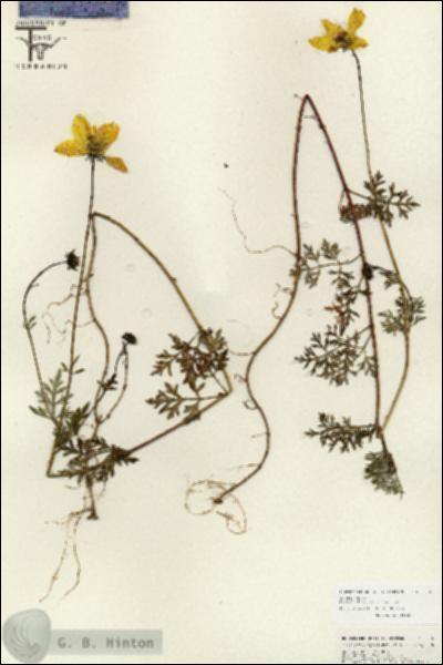 URN_catalog_HBHinton_herbarium_26762.jpg.jpg