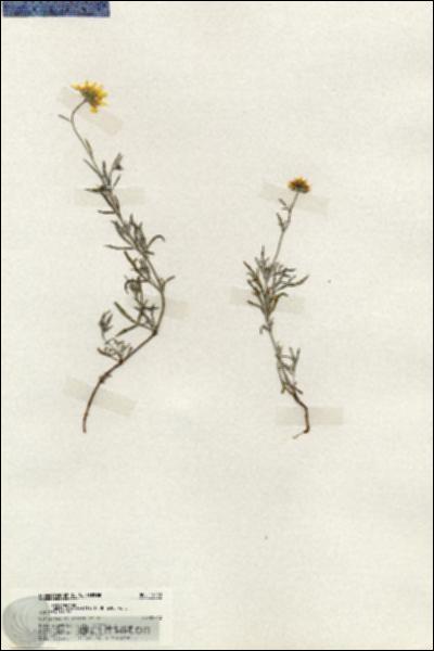 URN_catalog_HBHinton_herbarium_19708.jpg.jpg