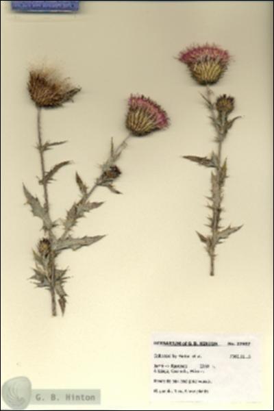 URN_catalog_HBHinton_herbarium_27807.jpg.jpg