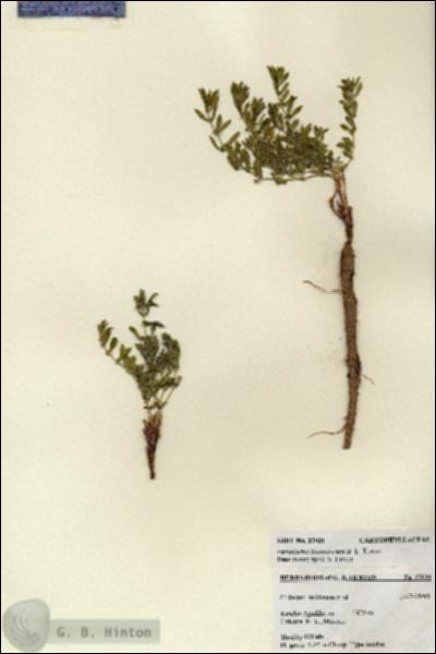 URN_catalog_HBHinton_herbarium_27031.jpg.jpg
